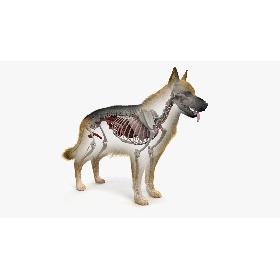 Dog Skin, Skeleton And Organs 3D